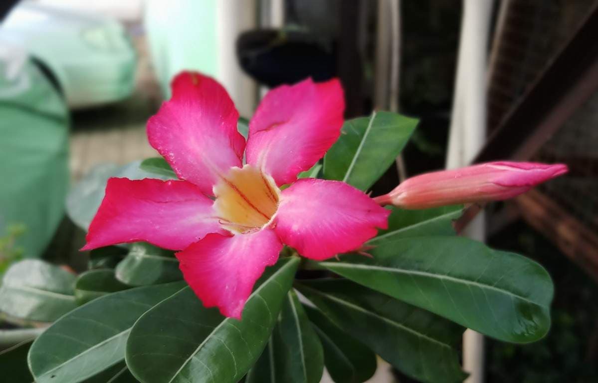 Hasil foto samsung j7+