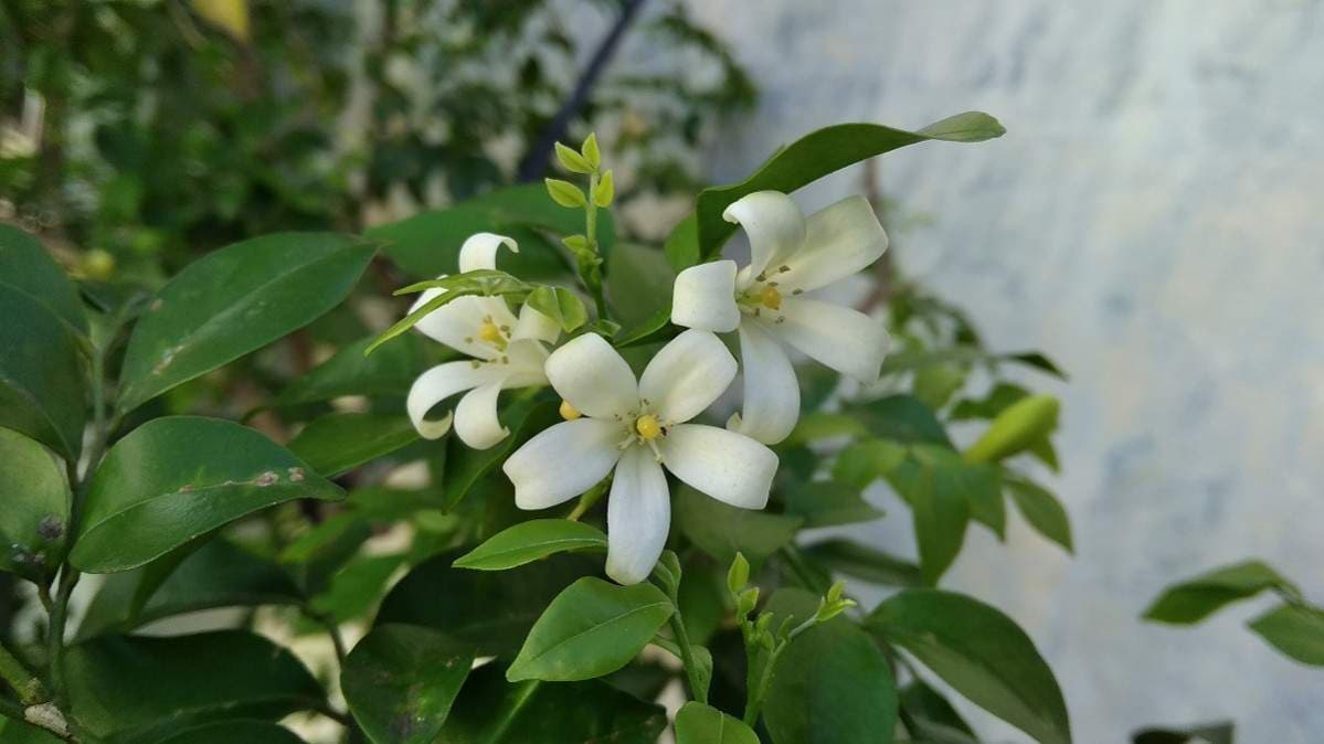 Hasil foto xiaomi redmi 5a
