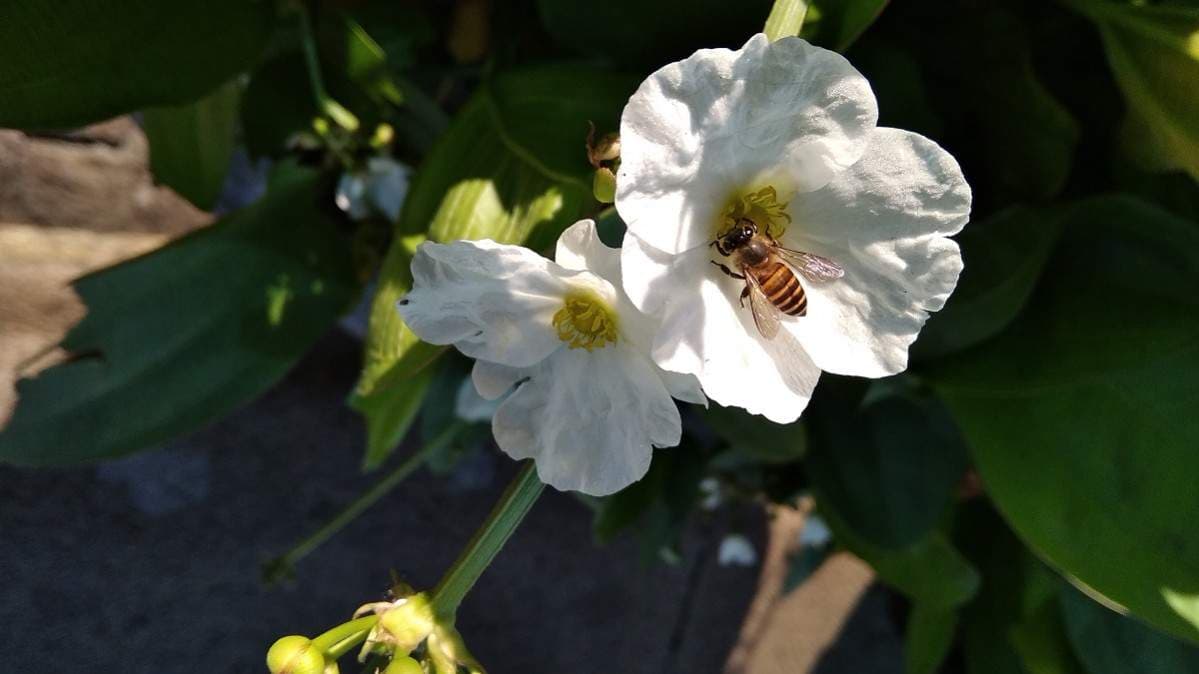 hasil foto xiaomi redmi 5a