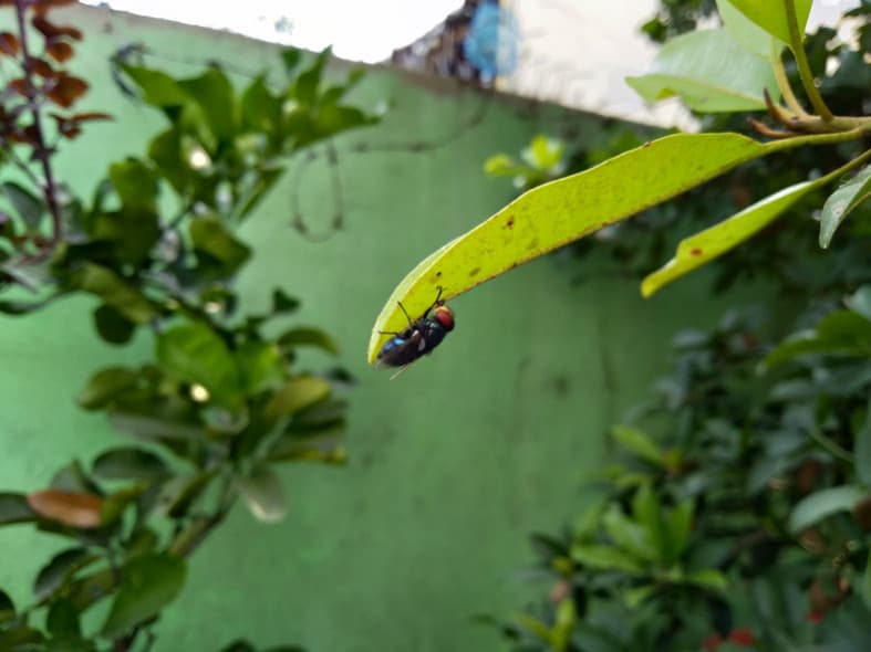 Hasil foto realme 2