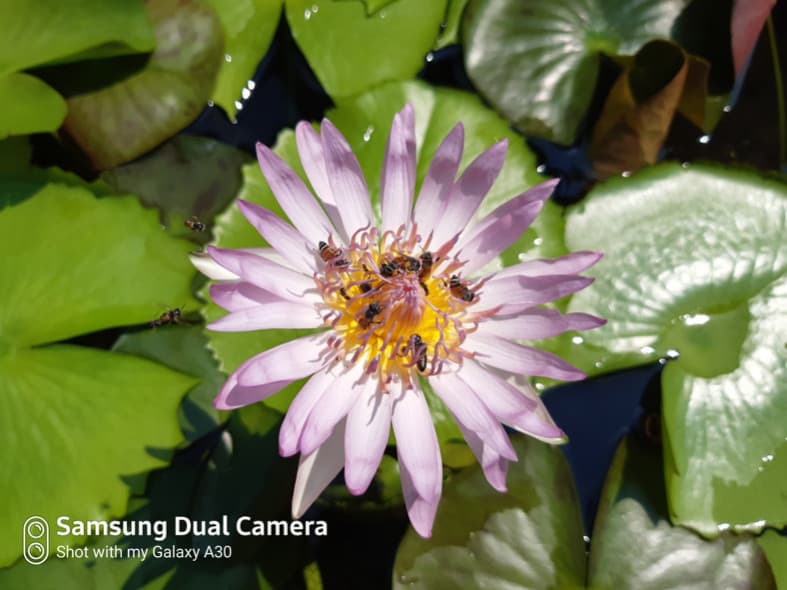 Hasil foto samsung galaxy a30