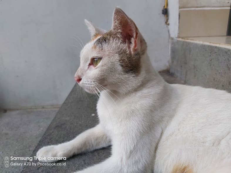 hasil foto samsung galaxy a70