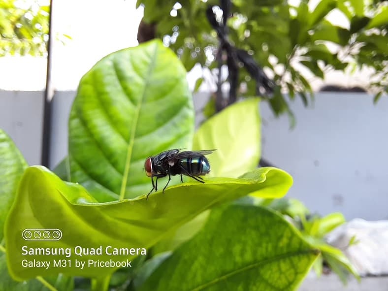 hasil foto macro
