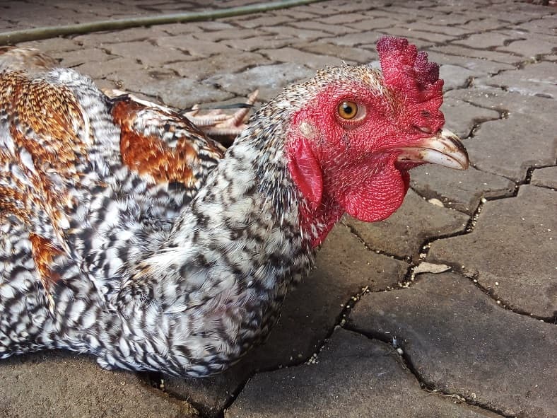 hasil foto galaxy a01 core