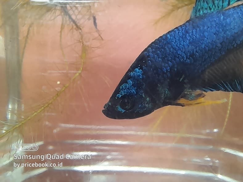 hasil foto galaxy a21s
