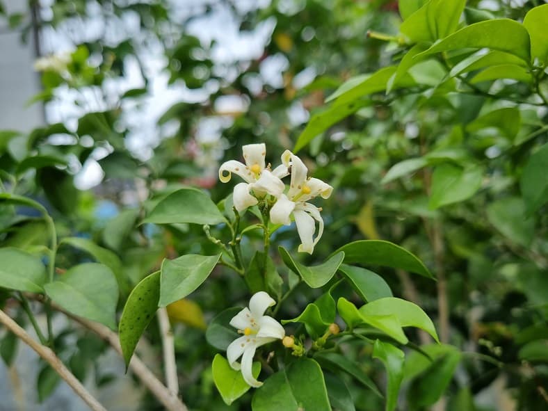 hasil foto