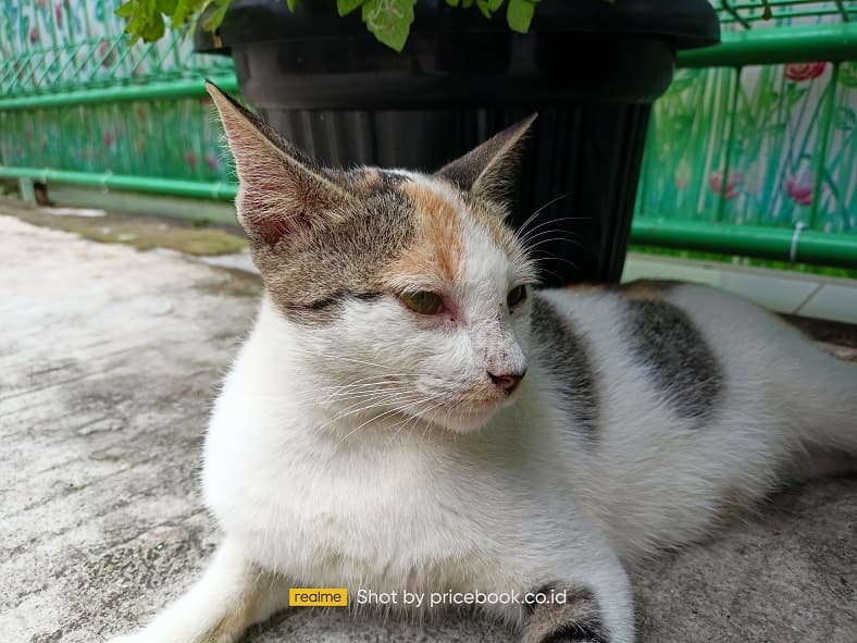 hasil foto realme 8