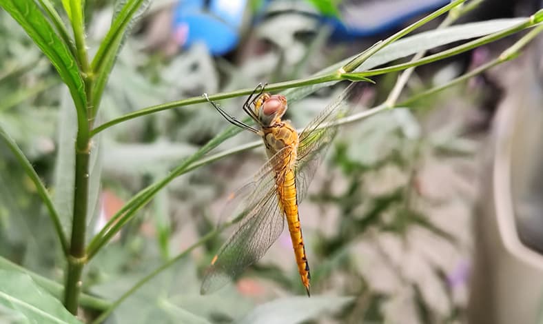 hasil foto Xiaomi 12 Pro